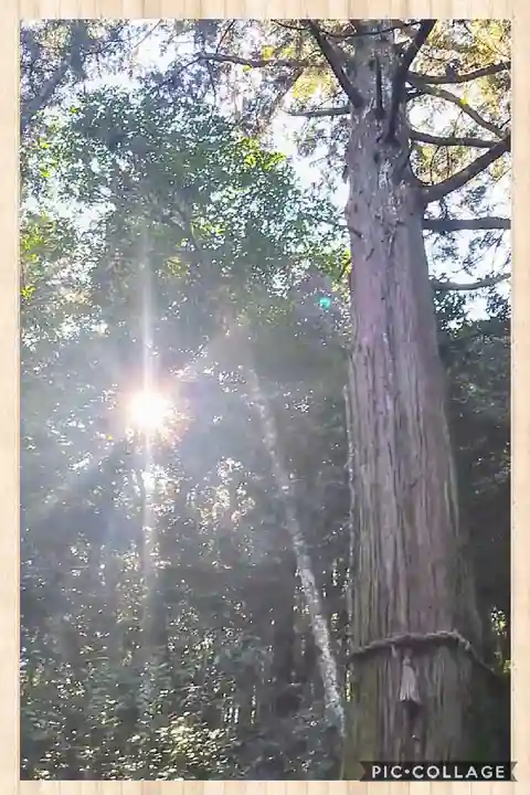 上一宮大粟神社の自然