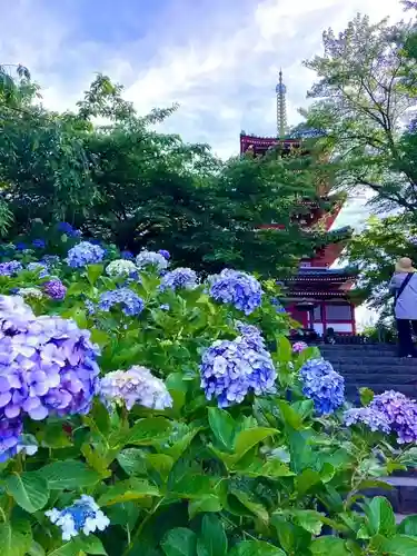 本土寺(千葉県)