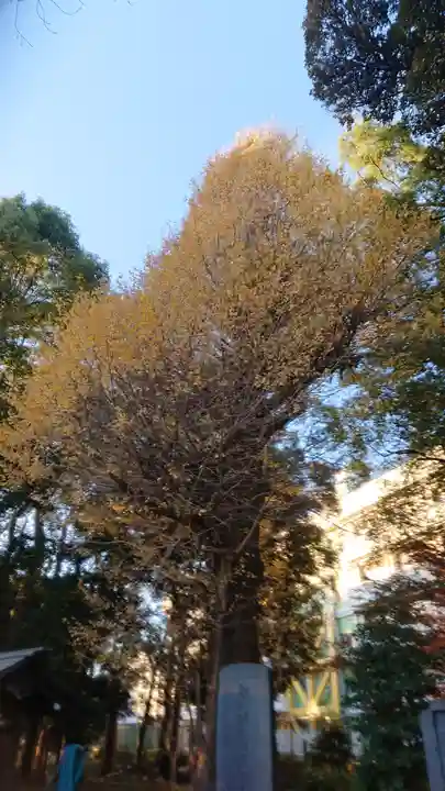 前原御嶽神社の自然