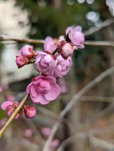 梅宮大社(京都府)
