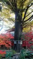 秩父神社(埼玉県)