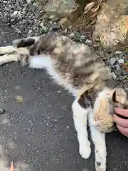 唐澤山神社の動物