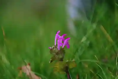 天日鷲神社の自然
