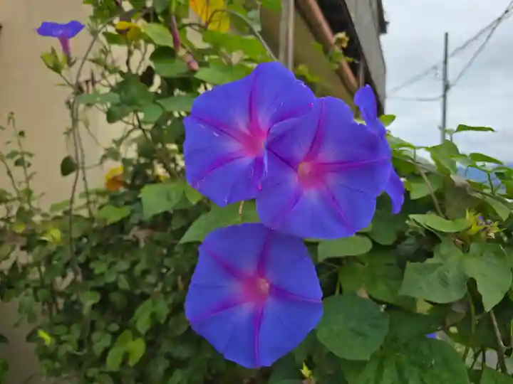 養楽寺(大阪府)
