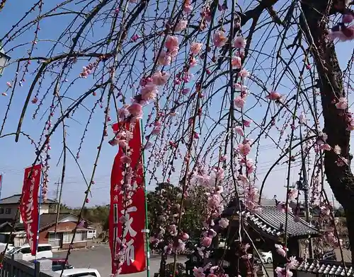 寺岡山元三大師の自然