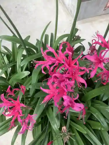 清洲山王宮　日吉神社の自然