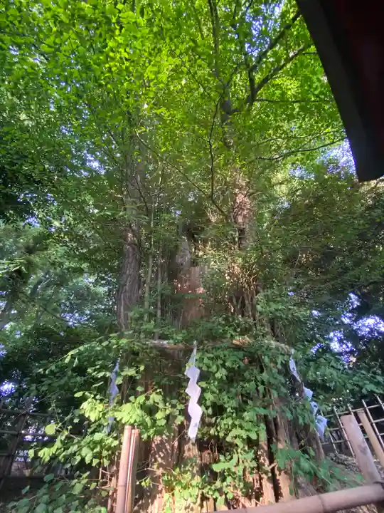 大國魂神社の自然