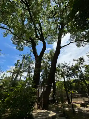 武蔵一宮氷川神社(埼玉県)