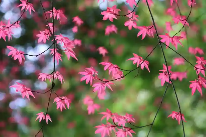 滑川神社 - 仕事と子どもの守り神の自然
