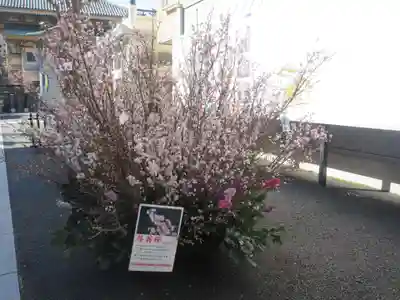 眞性寺(東京都)