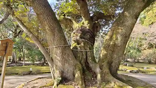 賀茂別雷神社（上賀茂神社）の自然