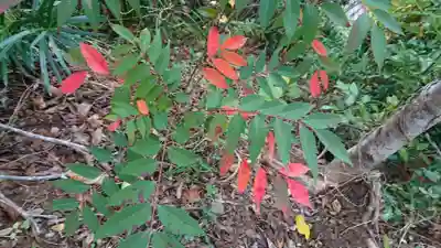龍宮神社（田牛）の自然