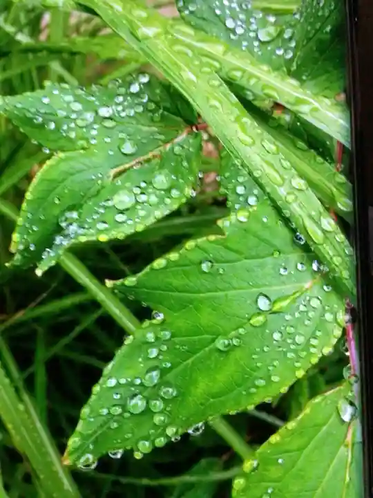 鳩森八幡神社の自然