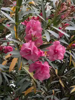 阿佐ヶ谷神明宮(東京都)