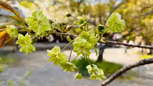 平野神社(京都府)