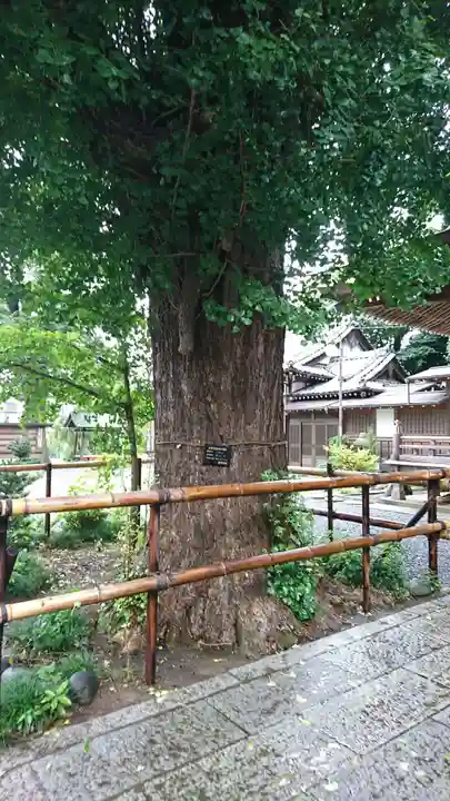 印内八坂神社の自然