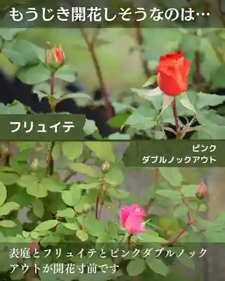 宝光寺(北海道)