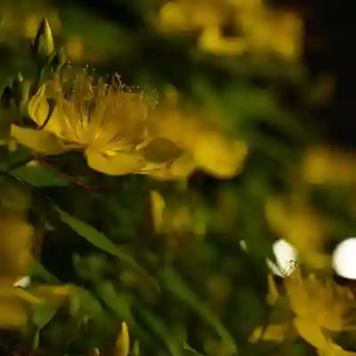 成田山神護寺の自然