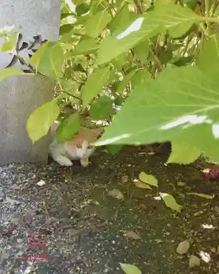 立志神社(滋賀県)