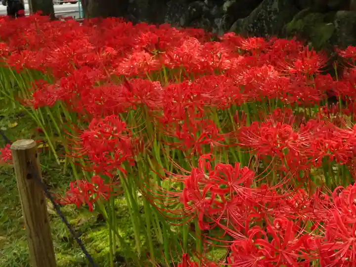横浜 西方寺の自然