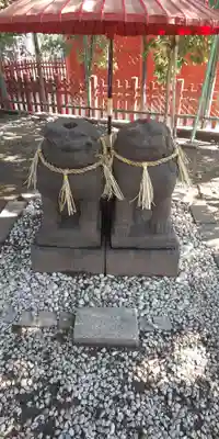 浅草神社の狛犬