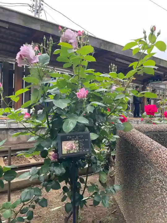 白龍弁財天の{uncategorized: "未分類", other: "その他", undefined: "問題あり", building: "その他建物", grave: "お墓", sacred_gate: "鳥居", guardian: "狛犬", statue: "像", buddha: "仏像", history: "歴史", nature: "自然", garden: "庭園", animal: "動物", pagoda: "塔", temizu: "手水舎", mountain_gate: "山門・神門", sanctuary: "本殿・本堂", subordinate: "末社・摂社", art: "芸術", scenery: "景色", jizo: "地蔵", ema: "絵馬", goshuin: "御朱印", omikuji: "おみくじ", items: "授与品その他", amulet: "お守り", goshuincho: "御朱印帳", eats: "食事", festival: "お祭り", votive_dance: "神楽", shichigosan: "七五三参", wedding: "結婚式", experience: "体験その他", initially: "初詣", around: "周辺", anti_infection: "感染症対策"}