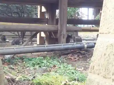 二ツ宮氷川神社の動物