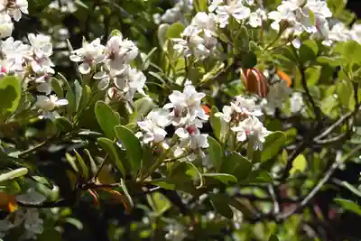 観智院（東寺子院）の自然