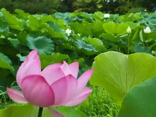 法金剛院の自然