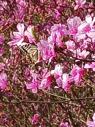 廣田神社(兵庫県)