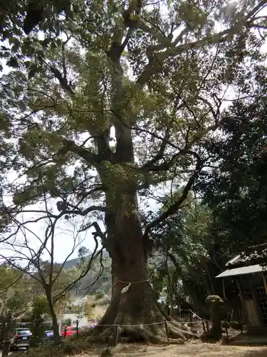 藤白神社の自然