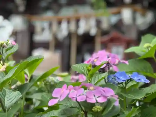 川越八幡宮(埼玉県)