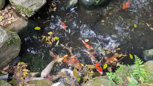 八幡朝見神社の動物