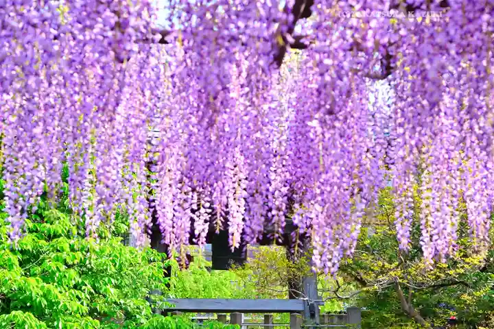 西新井大師総持寺(東京都)