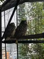 柏諏訪神社(千葉県)