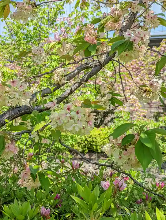 六孫王神社(京都府)