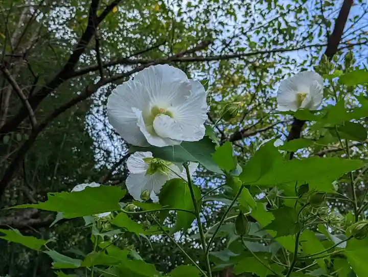 大乗寺(京都府)