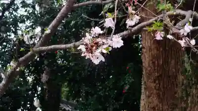 平野神社(京都府)