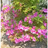 彌彦神社 (伊夜日子神社)の自然