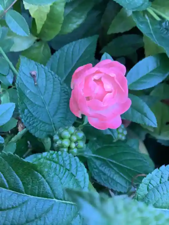 三輪神社の自然
