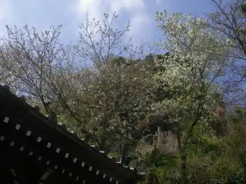 星井寺（虚空蔵堂)の自然