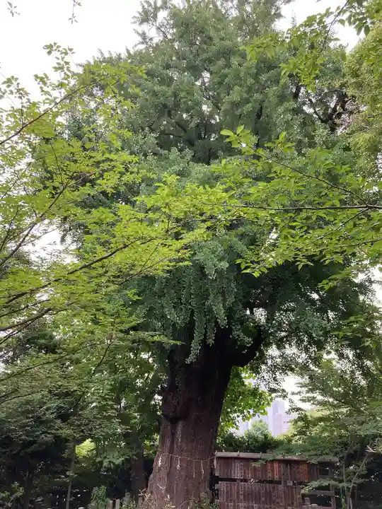 芝東照宮の自然