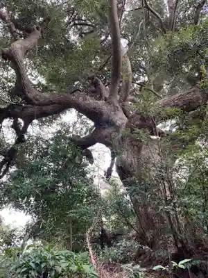 浅間神社の自然