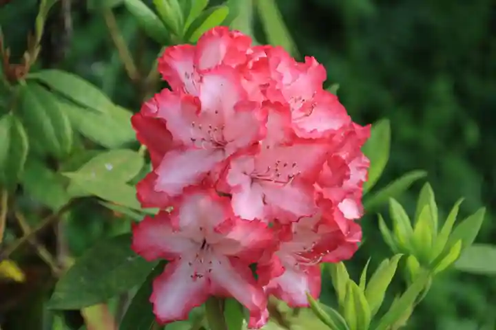 阿久津「田村神社」(郡山市阿久津町)旧社名:伊豆箱根三嶋三社(福島県)