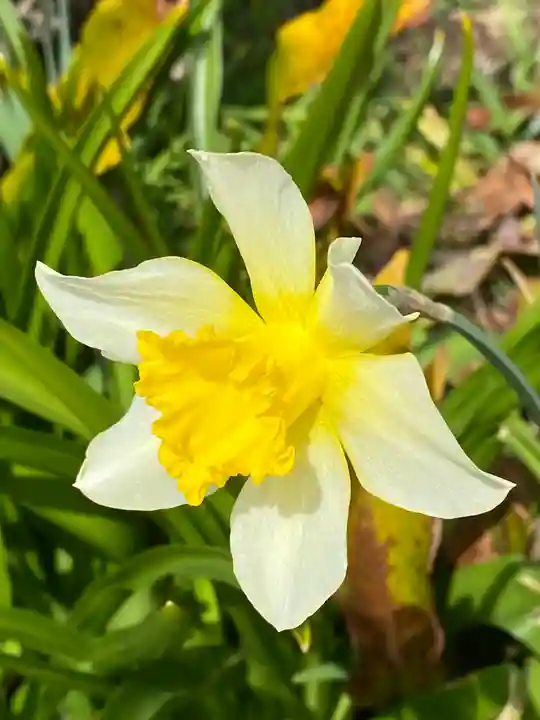 横浜御嶽神社の自然
