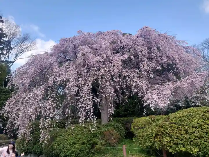 櫻木神社の{uncategorized: "未分類", other: "その他", undefined: "問題あり", building: "その他建物", grave: "お墓", sacred_gate: "鳥居", guardian: "狛犬", statue: "像", buddha: "仏像", history: "歴史", nature: "自然", garden: "庭園", animal: "動物", pagoda: "塔", temizu: "手水舎", mountain_gate: "山門・神門", sanctuary: "本殿・本堂", subordinate: "末社・摂社", art: "芸術", scenery: "景色", jizo: "地蔵", ema: "絵馬", goshuin: "御朱印", omikuji: "おみくじ", items: "授与品その他", amulet: "お守り", goshuincho: "御朱印帳", eats: "食事", festival: "お祭り", votive_dance: "神楽", shichigosan: "七五三参", wedding: "結婚式", experience: "体験その他", initially: "初詣", around: "周辺", anti_infection: "感染症対策"}
