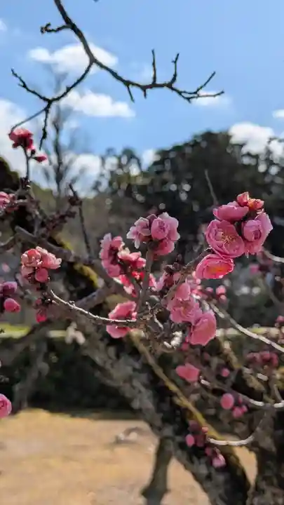 隨心院(随心院)(京都府)