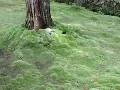 西芳寺(京都府)