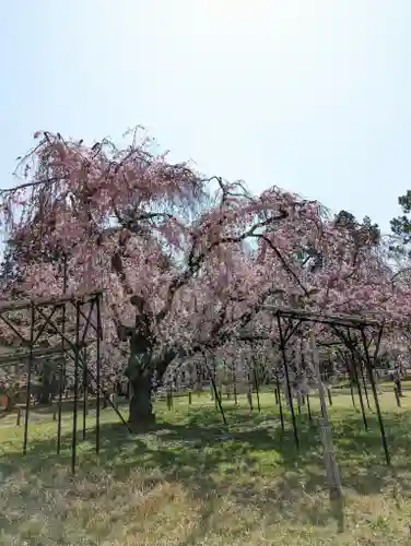 賀茂別雷神社（上賀茂神社）(京都府)