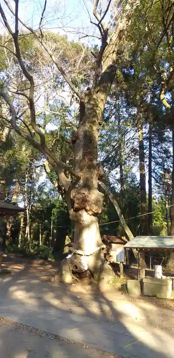 中村八幡宮の自然